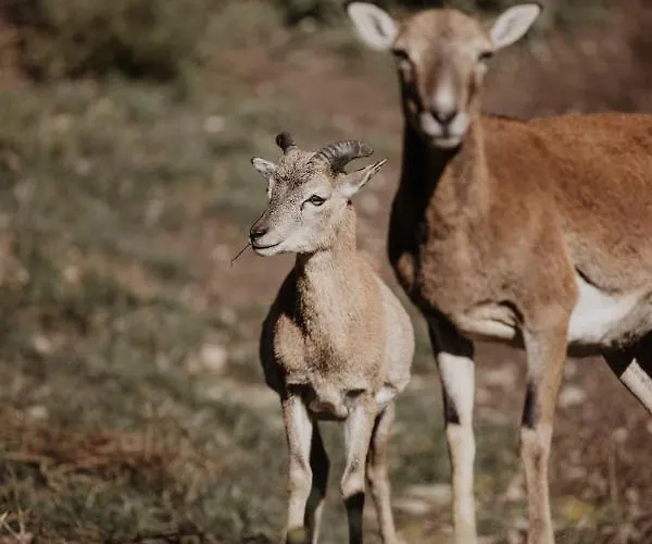 Parkhotel Matrei Hotel