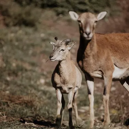 Parkhotel Matrei فندق